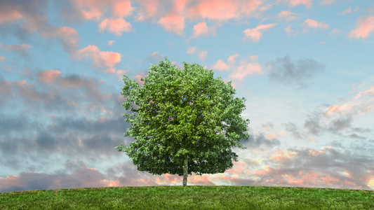 Mineral-Derived Ingredients: The Science Behind Powerful Cleaning