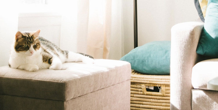 Powerizer works on tough stains on carpets, floors and upholstery